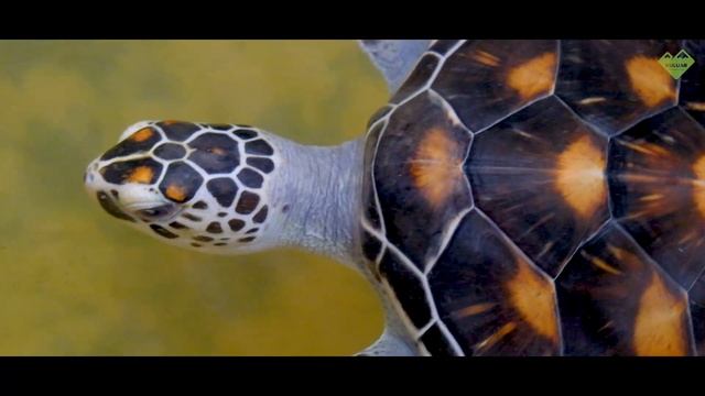 Зимовка на Шри-Ланке, часть 2. Сафари, водопад, чайные плантации, тарзанка и черепаха! смотреть онлайн