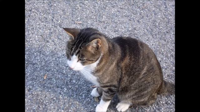 Autumn pictures ( Samsung WB100 ) смотреть онлайн