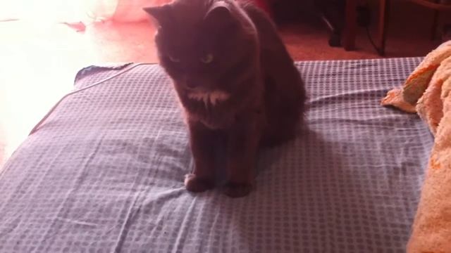 Зверское нападение кошки на человека. смотреть онлайн