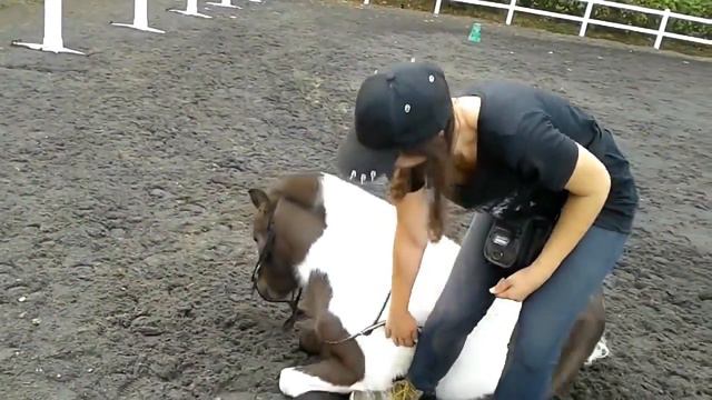 дрессированный пони смотреть онлайн