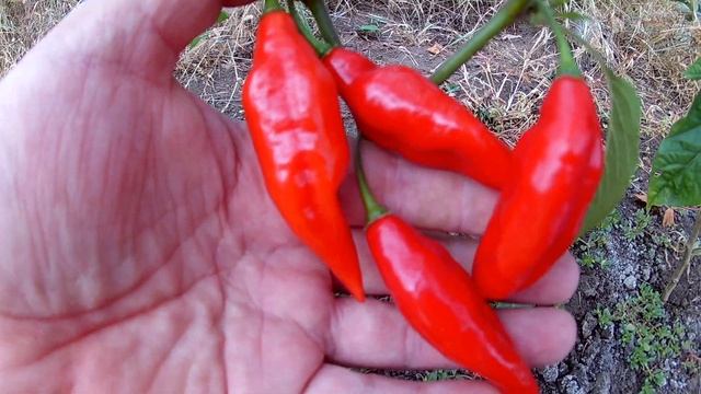 Habanero Maya Red. Острый перец - Хабанеро Майя красный.