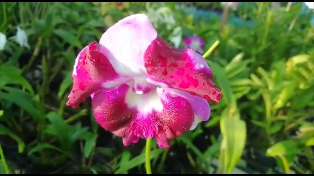 DENDROBIUM KING DRAGON смотреть онлайн