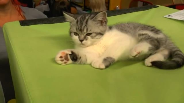 ВеселыйОператор#1 - Когда ты КОШАТНИЦА смотреть онлайн