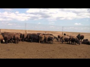 ООО Волгоград Эдильбай. Как отметить животное в стаде