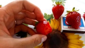 Ремонтантные сорта клубники Мурано и Вивара г. Омск Ферма "Омская Ягода"