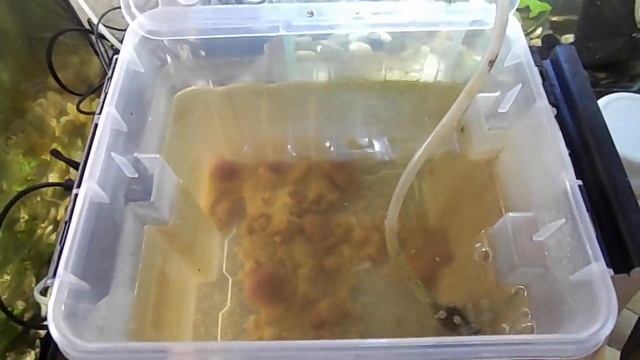 Аулофорус - ответы на вопросы подписчиков. смотреть онлайн