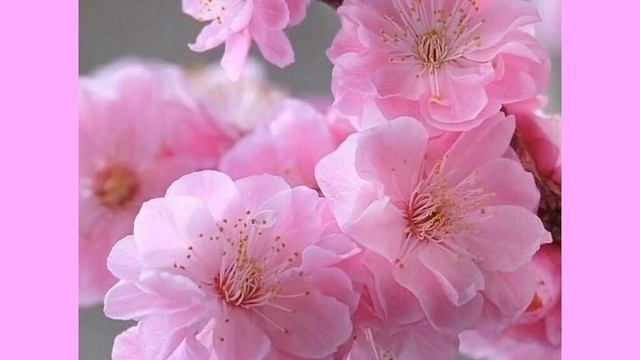 Полёт любви. Стихотворение Анны Гранде. смотреть онлайн