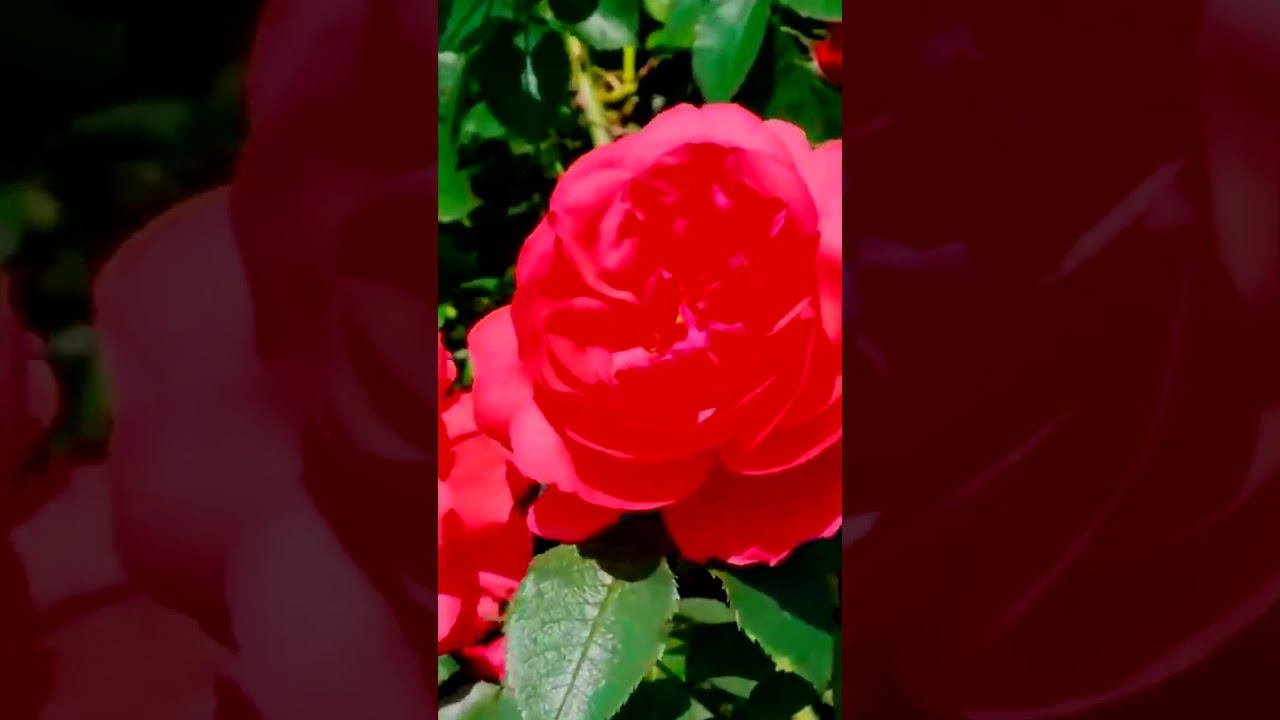 Роза Кордес Kordes смотреть онлайн