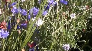 Самые неприхотливые цветы  Васильки. Сайт "Садовый мир"