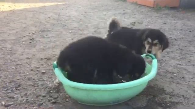 Банхарчики купаются смотреть онлайн