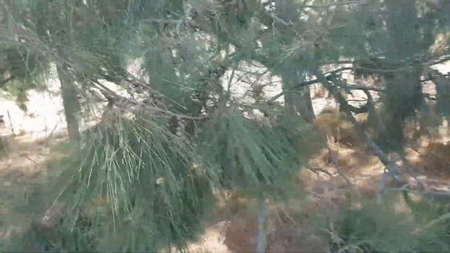 Growing Casuarina from Seed (Sheoak) смотреть онлайн