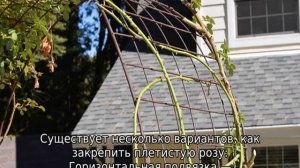 Как подвязать плетистую розу