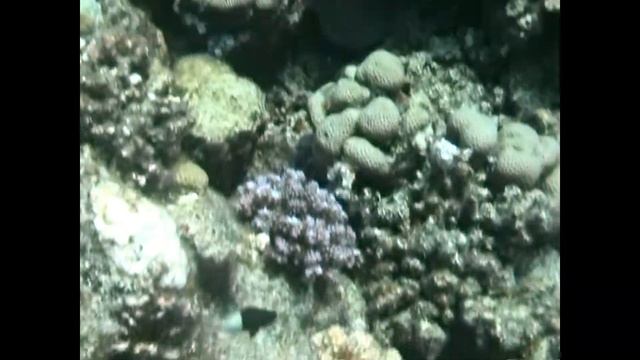 ??? Красивые кораллы, коралловые рифы, погружение, Красное море смотреть онлайн