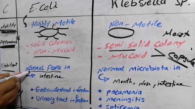 Difference between E coli and Klebsiella 🧫 (lactose fermentor enterobacteriaece) 🔬 смотреть онлайн
