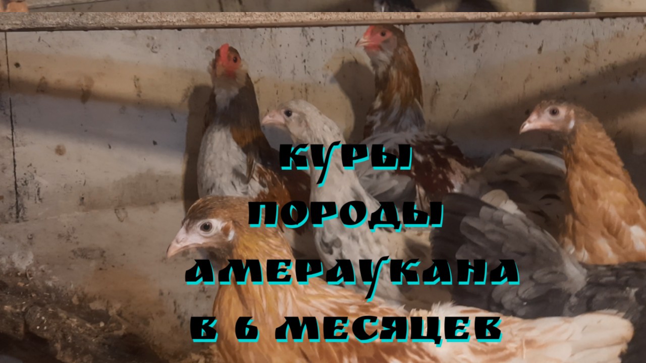 Курочкам Амераукана 6 месяцев. Первое яйцо. смотреть онлайн