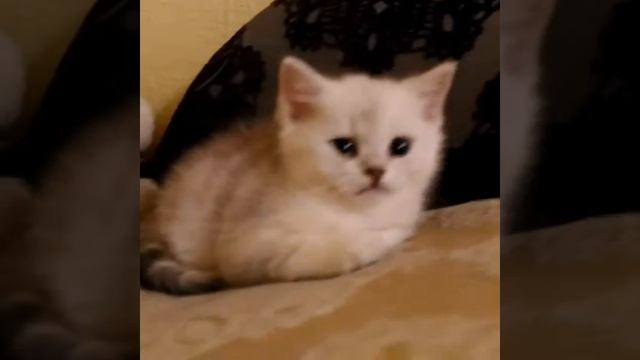 Серебристая шиншилла.шотландский котик смотреть онлайн
