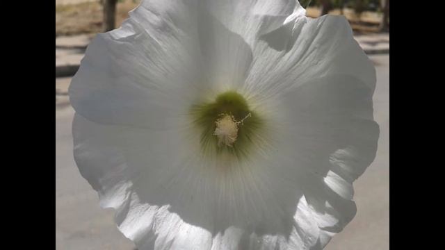 ШТОК-РОЗА, или МАЛЬВА (ALCEA) сем. Мальвовые смотреть онлайн