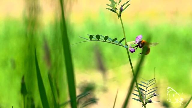 The flight of bumblebee - Sony Ax 700 смотреть онлайн