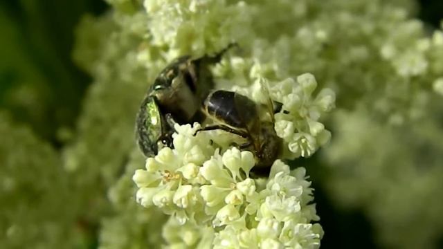 BEE AND ROSE CHAFER NIKON COOLPIX L120 MACRO / ROŽVABOLE UN BITE UZ RABARBERA смотреть онлайн