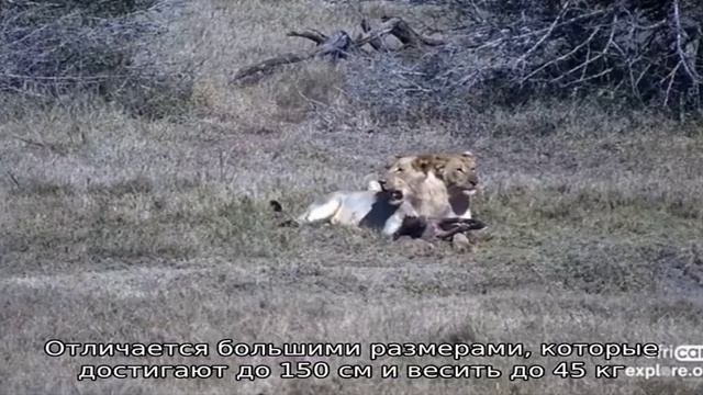 Красная книга краснодарского края смотреть онлайн