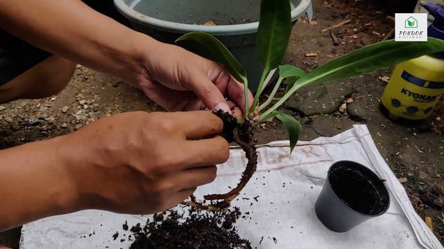ANTHURIUM BLACK MAMBA || CARA MUDAH DAN CEPAT SPLIT ANAKAN || SEKALIGUS CEK KONDISI !! смотреть онлайн