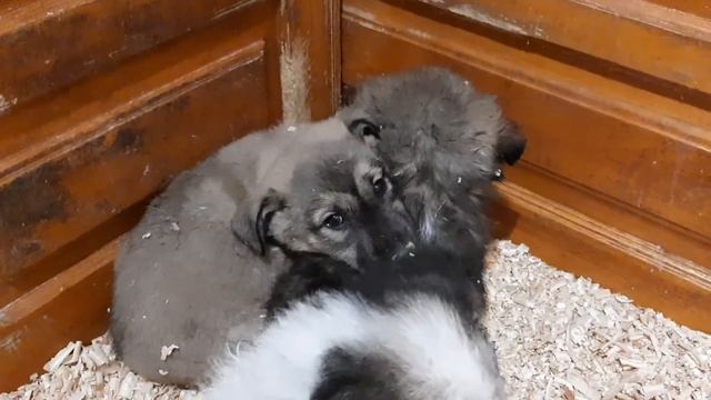 Спасённый щенок встал на лапки смотреть онлайн