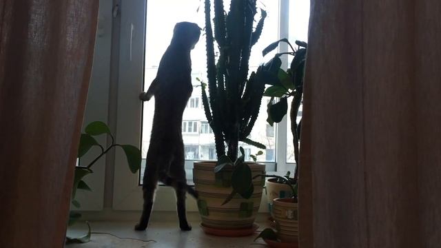 Смотрим в окно смотреть онлайн