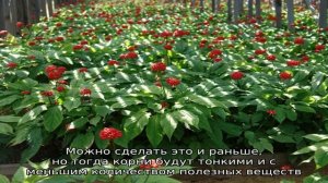 Выращивание женьшеня из семян – тонкости процесса