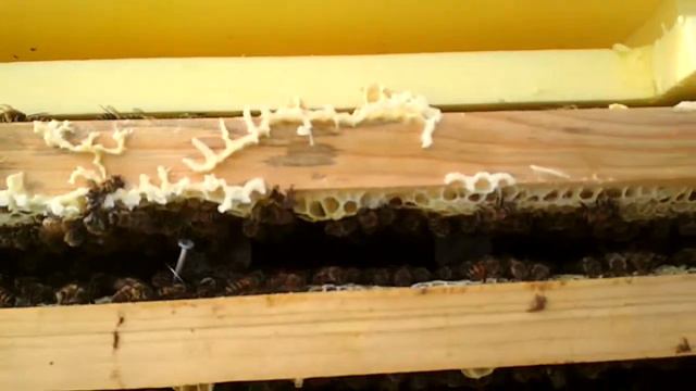 Вывел маток между делом. 🐝 Пчеловодство в Ленинградской области 🐝 смотреть онлайн