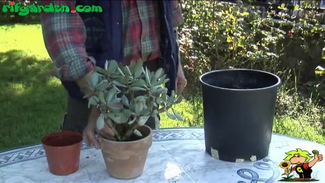 Cultivating Crassula смотреть онлайн