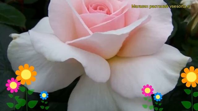 Роза чайно-гибридная Э Уайтэ Шэйд оф Пэйл. Краткий обзор, описание A Whiter Shade Of Pale смотреть онлайн