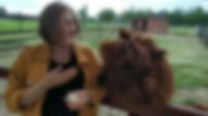 В гостях на ферме "Российские альпаки"