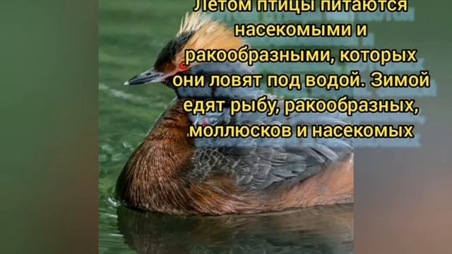 Красношейная поганка смотреть онлайн