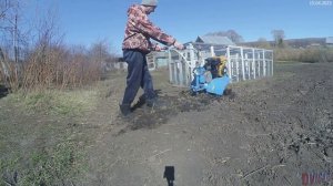 Поменял ремень и мотоблок полетел! Нева МБ23, посадил морковку.