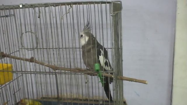 Интересный окрас попугая кореллы - нет алых щёчек! / Interesting color Cockatiel - no red cheeks! смотреть онлайн