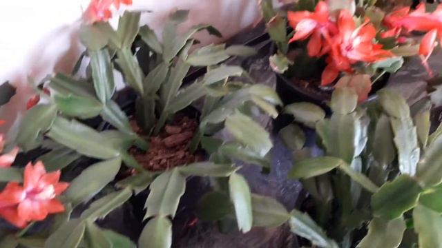 Características do cultivo da Flor de Maio смотреть онлайн