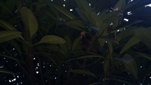 Greatnature - Hawaii, Kauai, moa the chicken going to sleep in the plumeria tree смотреть онлайн