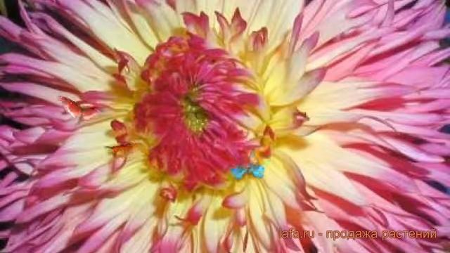 Георгина бахромчатая Филотея (dahlia cultorum) ? обзор: как сажать, луковицы георгины Филотея смотреть онлайн