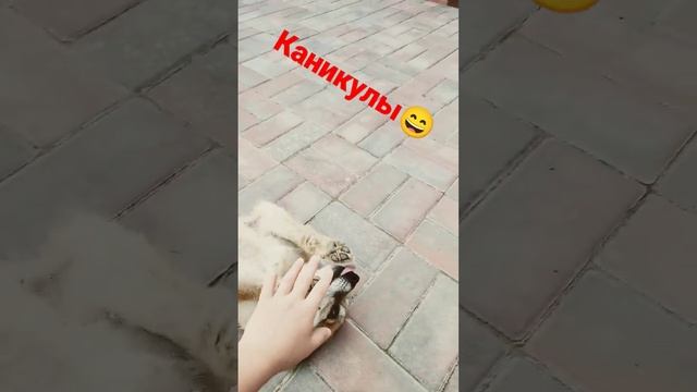 летние каникулы смотреть онлайн