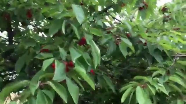 Cherry garden uk*++** смотреть онлайн
