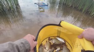 Инютинский карась на херабуну.