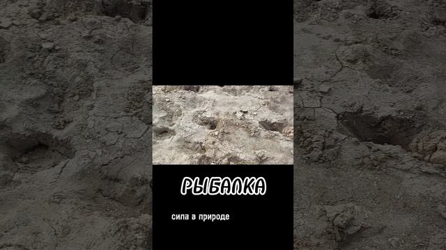 Лучшие трофеи семьи за лето 2022 года смотреть онлайн