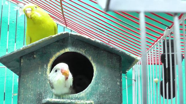 The Budgie Is Loving And Feeding Her Adorable Babies  ||  Vital  Wildlife 4k
