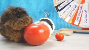 БОЛЬШАЯ ИЛИ МАЛЕНЬКАЯ ЕДА ПРОТИВ ПИТОМЦЕВ ЧЕЛЛЕНДЖ ! СВИНКА БУЗЯ