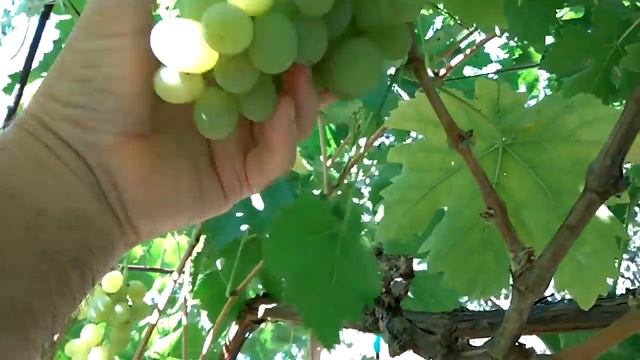 @Виноград 2018. Гниет виноград. Груши 2018. Гниют груши смотреть онлайн