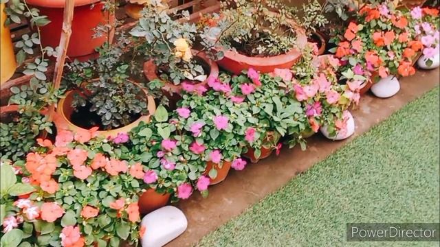 Sunday Garden Update/2022 January First Overview /WinterTerrace Garden /my Variety Of Chrysanthemum