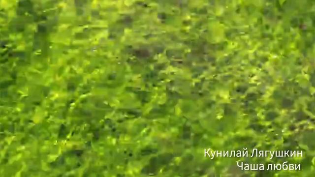 Кунилай Лягушкин - Чаша любви смотреть онлайн