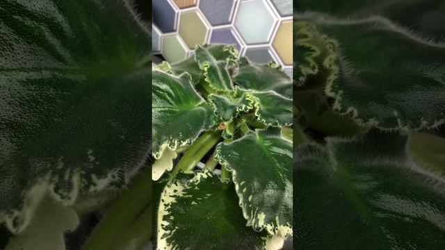 Почему фиалка не цветёт? смотреть онлайн