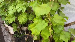 Выращивание саженцев винограда в контейнерах, 28.03.21