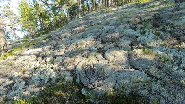 #4. Три дня с Ладогой. Одиночный поход. Июнь 2020. День 2. Ч.2 смотреть онлайн